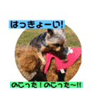 一姫二太郎2匹の愛犬❤スタンプ（個別スタンプ：21）