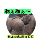 一姫二太郎2匹の愛犬❤スタンプ（個別スタンプ：24）