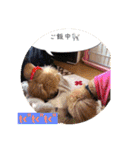 一姫二太郎2匹の愛犬❤スタンプ（個別スタンプ：29）