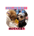 一姫二太郎2匹の愛犬❤スタンプ（個別スタンプ：31）