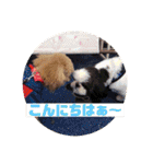 一姫二太郎2匹の愛犬❤スタンプ（個別スタンプ：35）