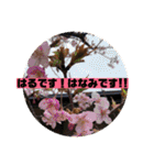 一姫二太郎2匹の愛犬❤スタンプ（個別スタンプ：36）