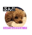一姫二太郎2匹の愛犬❤スタンプ（個別スタンプ：38）