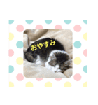 ネコやお（個別スタンプ：2）