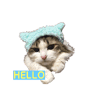 ネコやお（個別スタンプ：3）