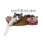ネコやお（個別スタンプ：8）