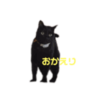 ネコやお（個別スタンプ：9）