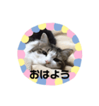 ネコやお（個別スタンプ：10）