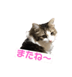 ネコやお（個別スタンプ：14）
