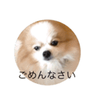 もふもふマロ（個別スタンプ：16）