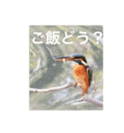 カワセミの気持ち（個別スタンプ：1）