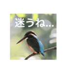 カワセミの気持ち（個別スタンプ：2）