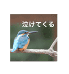 カワセミの気持ち（個別スタンプ：3）