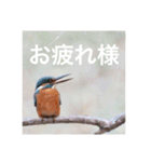 カワセミの気持ち（個別スタンプ：4）