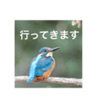 カワセミの気持ち（個別スタンプ：5）