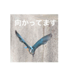 カワセミの気持ち（個別スタンプ：6）