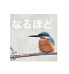 カワセミの気持ち（個別スタンプ：7）