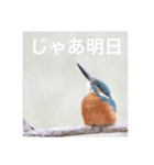 カワセミの気持ち（個別スタンプ：8）