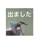 カワセミの気持ち（個別スタンプ：9）