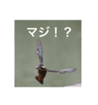 カワセミの気持ち（個別スタンプ：10）