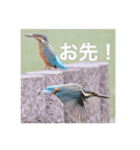 カワセミの気持ち（個別スタンプ：11）