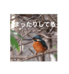 カワセミの気持ち（個別スタンプ：12）