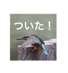 カワセミの気持ち（個別スタンプ：13）