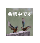 カワセミの気持ち（個別スタンプ：14）