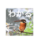 カワセミの気持ち（個別スタンプ：15）