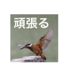 カワセミの気持ち（個別スタンプ：16）