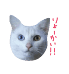 【ねこ食堂】＊おかずとおかゆ＊スタンプ（個別スタンプ：1）