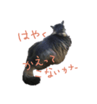 【ねこ食堂】＊おかずとおかゆ＊スタンプ（個別スタンプ：3）