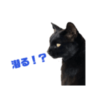 ねこで日常会話を.2（個別スタンプ：1）