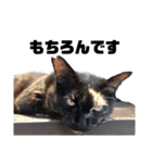 ねこで日常会話を.2（個別スタンプ：2）