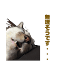 ねこで日常会話を.2（個別スタンプ：3）