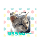 ねこで日常会話を.2（個別スタンプ：6）