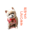 ふくふくぽめたん（個別スタンプ：1）