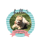 ふくふくぽめたん（個別スタンプ：2）