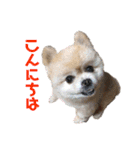 ふくふくぽめたん（個別スタンプ：4）