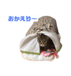 ふくふくぽめたん（個別スタンプ：5）