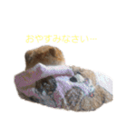 ふくふくぽめたん（個別スタンプ：7）