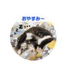 ふくふくぽめたん（個別スタンプ：8）