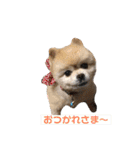 ふくふくぽめたん（個別スタンプ：11）