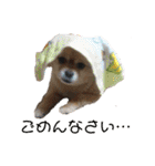 ふくふくぽめたん（個別スタンプ：13）
