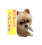 ふくふくぽめたん（個別スタンプ：15）