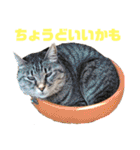 ふくふくぽめたん（個別スタンプ：30）