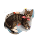 ふくふくぽめたん（個別スタンプ：31）