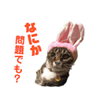ふくふくぽめたん（個別スタンプ：34）