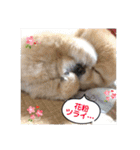 ふくふくぽめたん（個別スタンプ：36）