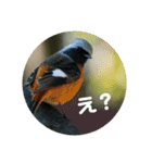 リアル野鳥スタンプ（個別スタンプ：1）